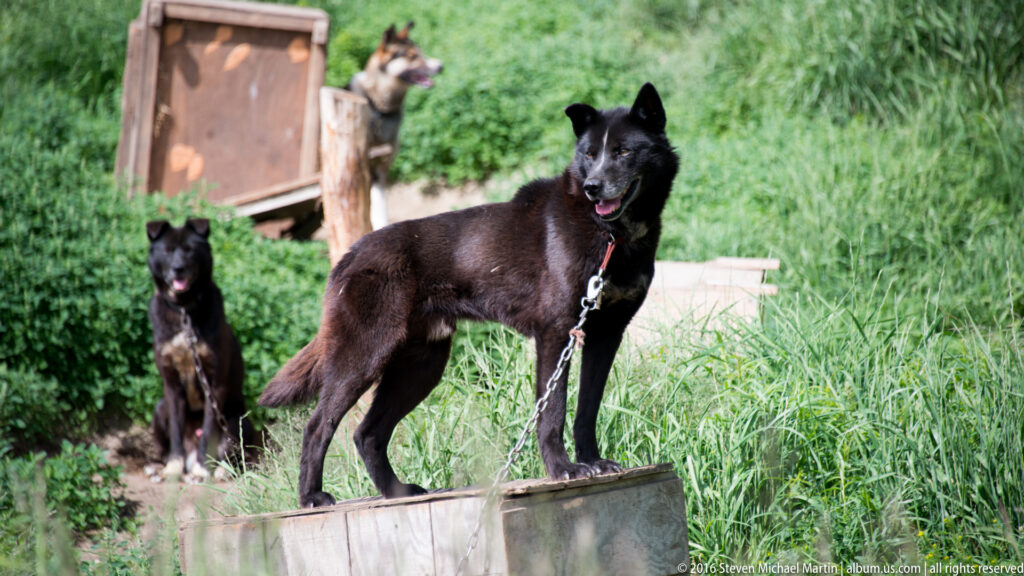 Two black dogs stand in tall grass beside a wooden platform and kennel structure.