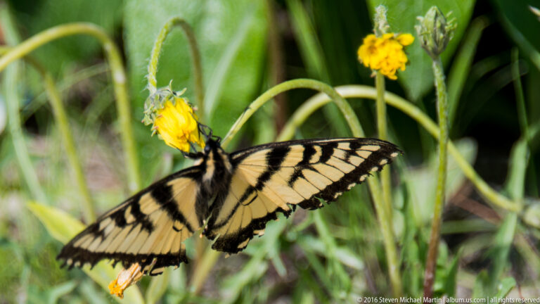 Yellow-and-black swallowtail butterfly rests on small yellow flowers among green stems.