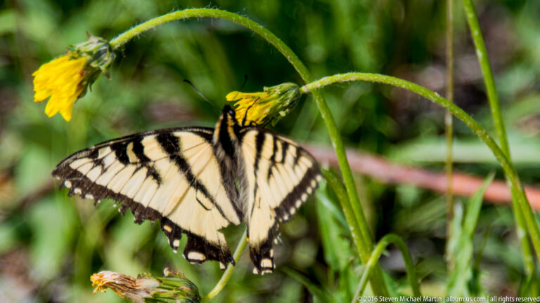 Pale yellow butterfly with dark markings among green stems and yellow flowers.