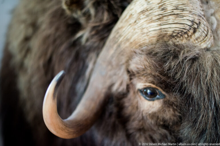 Close view of a shaggy musk ox face, dark eye, and curved pale horn.