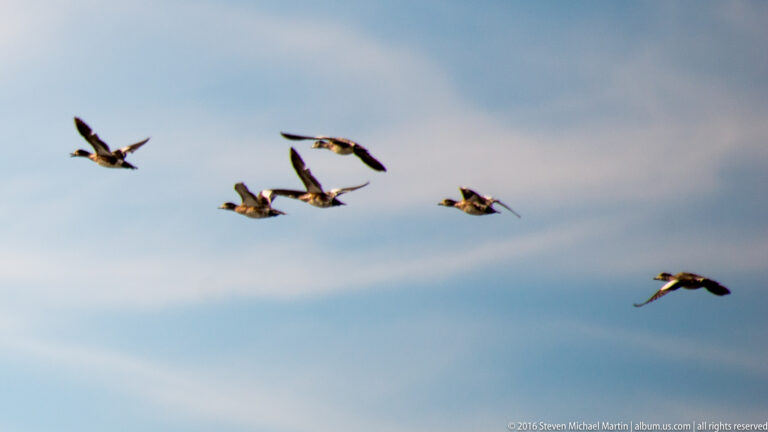 A flock of geese flies across a pale open sky.