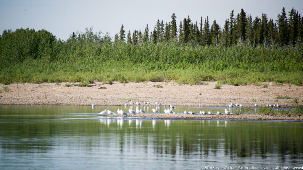 White waterfowl gather on a narrow gravel bar between river channels.
