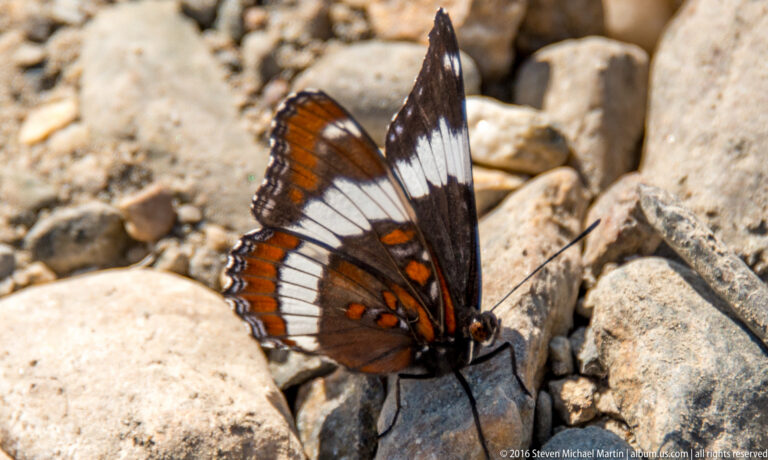 Orange, white, and dark butterfly rests among pale river stones.