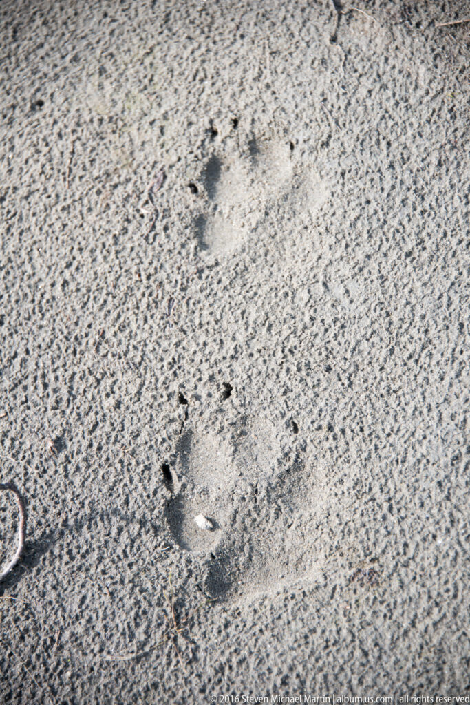 A line of small footprints crosses fine ripples in pale sand, leaving dark impressions against the textured surface.