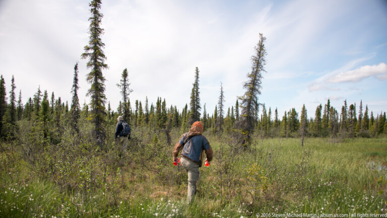 Two hikers walk through a brushy meadow toward spruce trees, with one figure farther ahead beneath a bright open sky.