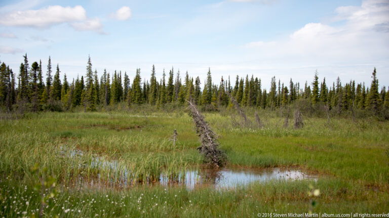 A narrow path crosses a grassy wet meadow with shallow pools, leading toward a line of spruce trees.