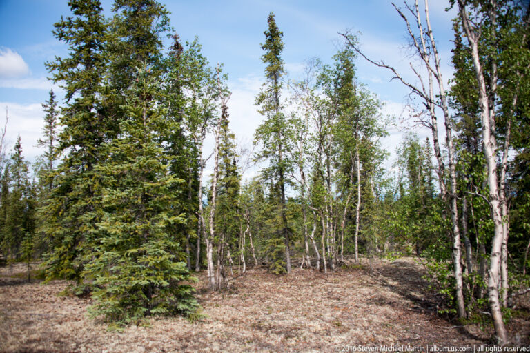 Spruce and slender deciduous trunks surround a small clearing with a brown, leaf-covered forest floor.