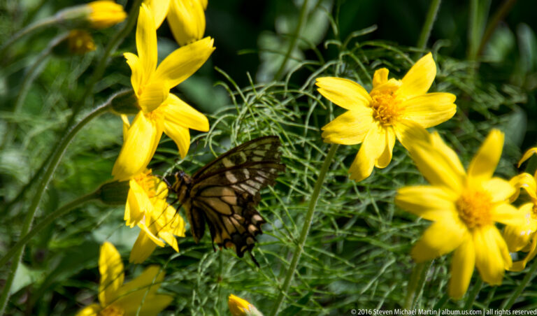 A dark, pale-marked butterfly rests among yellow flowers and green leaves, with other blossoms softly framing it.