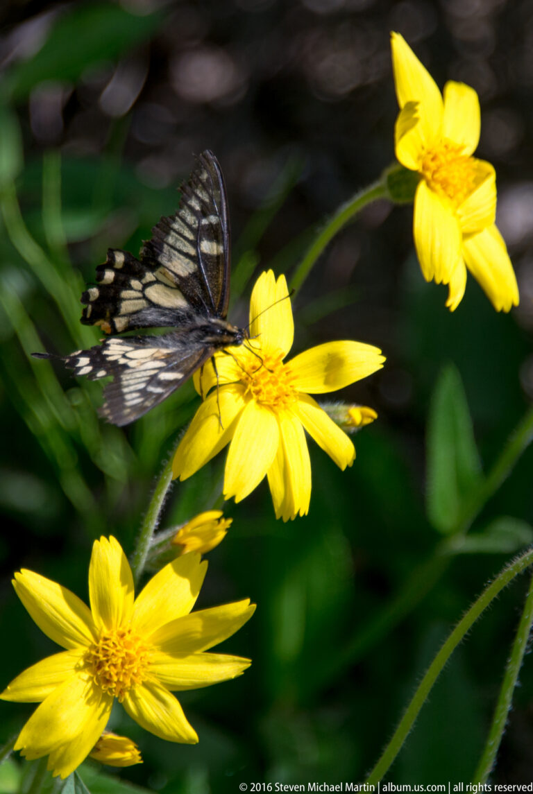 A black-and-cream butterfly rests on a yellow flower, with two other blossoms against dark green foliage.