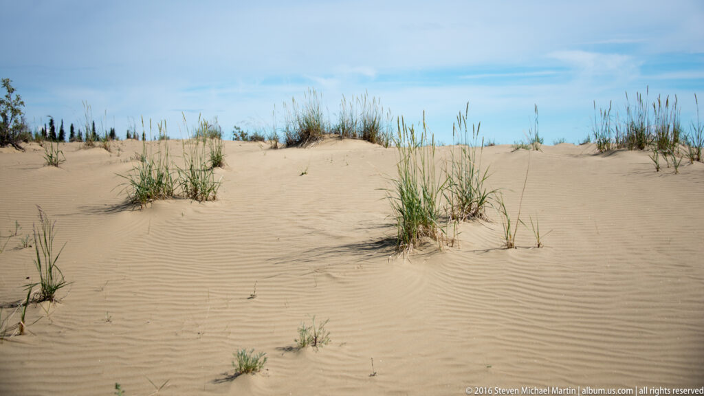 Sparse grass clumps grow along a rippled dune ridge, with spruce trees visible beyond the crest.