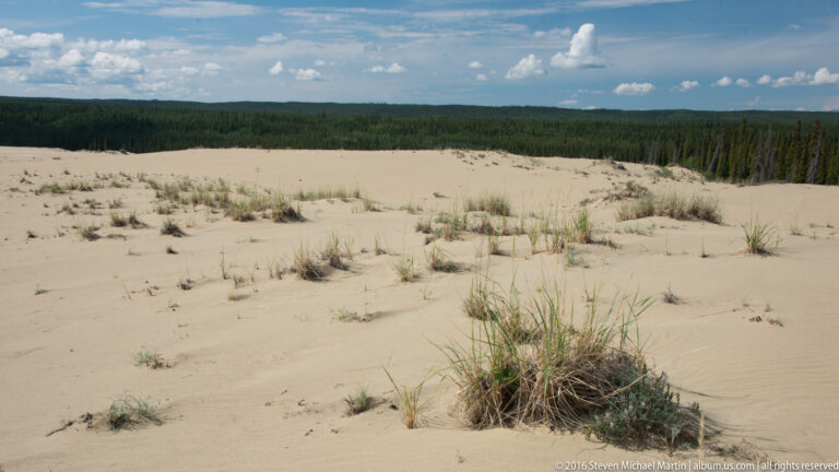 A large grass clump grows in foreground sand, with scattered plants and a distant forest beneath clouds.