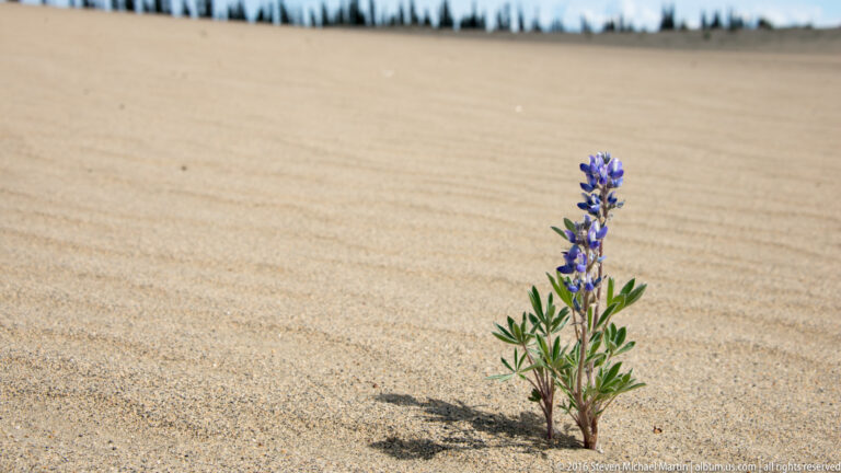 A single violet-blue flower rises from pale sand, casting a small shadow beneath a blurred tree line.