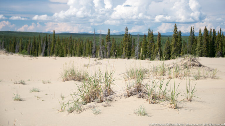 Grass and shrubs dot a pale dune in front of a spruce forest and cloud-filled sky.