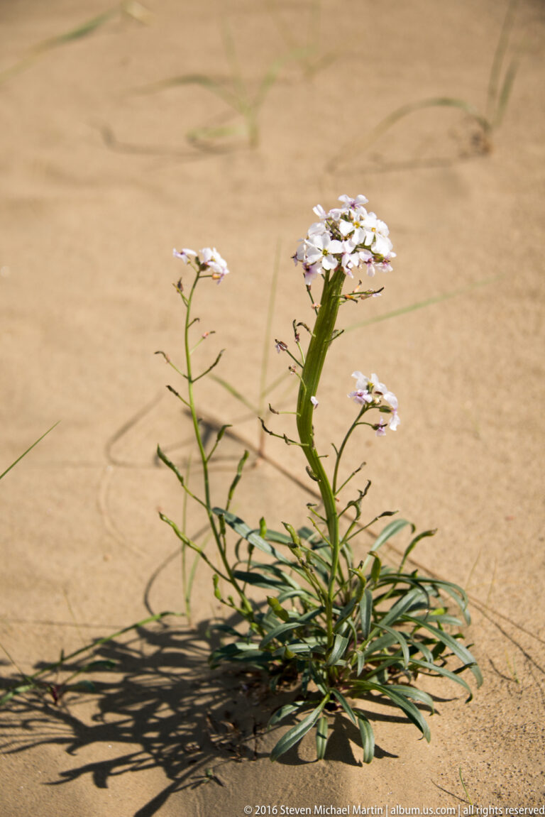 White flower clusters on slender stems emerge from a low green plant growing in tan sand.