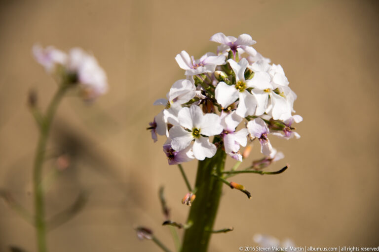 A central cluster of four-petaled white flowers rises above buds and stems against blurred tan sand.