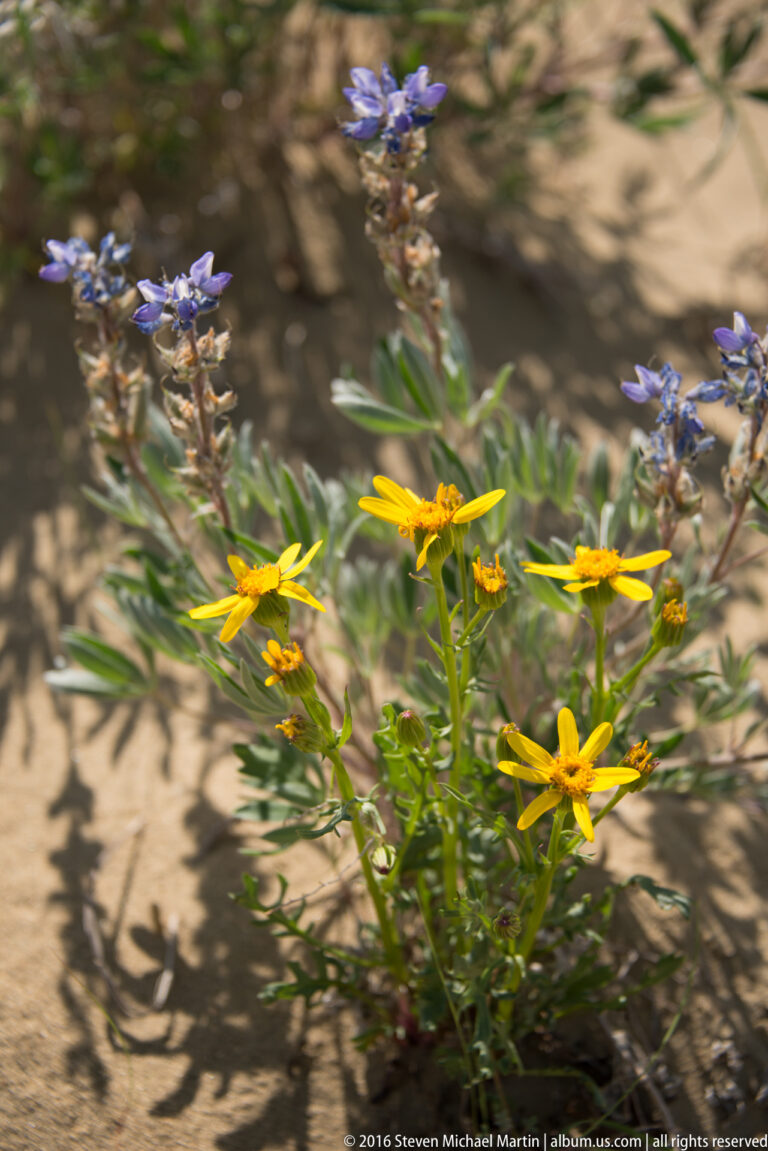 Yellow flowers and narrow-leaved plants grow on sandy ground, with purple blooms blurred behind them.
