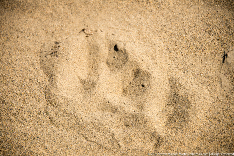 Irregular shallow impressions and small dark pits interrupt the surface of golden sand.