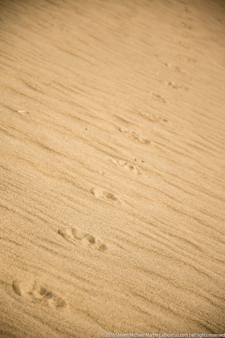 A line of footprints crosses diagonally over a smooth dune slope marked by faint sand ridges.