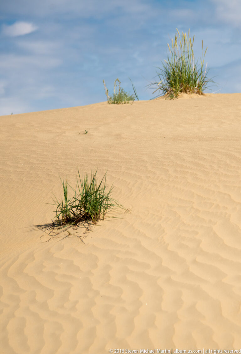 Two grass clumps cast shadows on an open pale dune beneath a blue sky.
