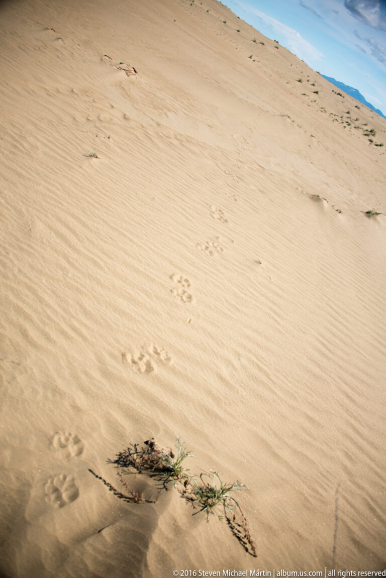 Footprints curve past a low plant on a steep sandy slope beneath a strip of blue sky.