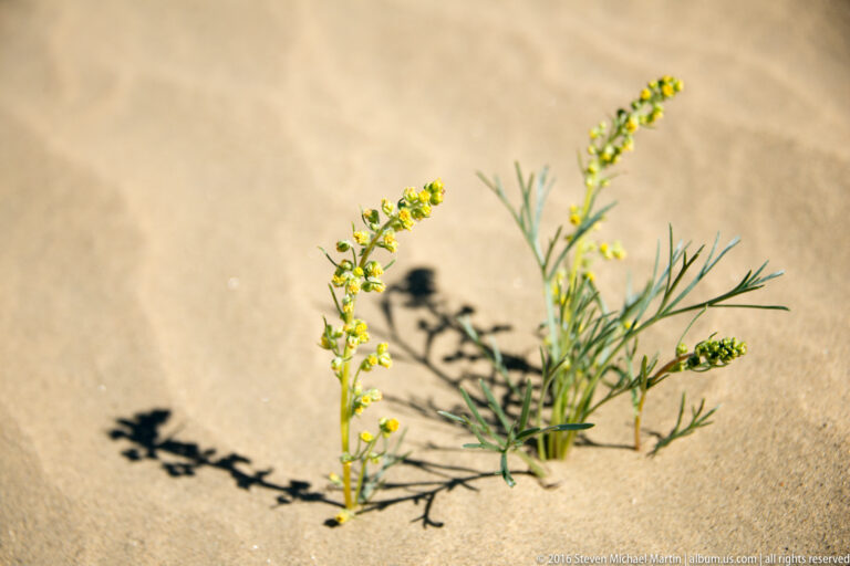 A small green plant with clusters of yellow flowers casts a sharp shadow on bare sand.