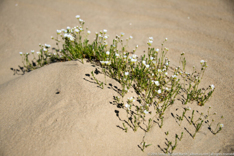 White blossoms and leafy green stems spread from a small rounded sandy mound surrounded by mostly bare dune ground.