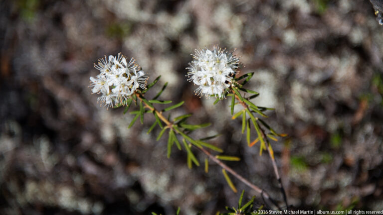 Two rounded clusters of white flowers rise above narrow green leaves against a dark blurred background.