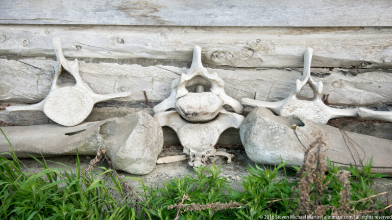 Large pale vertebrae and curved bones are arranged against a log wall above patches of grass.