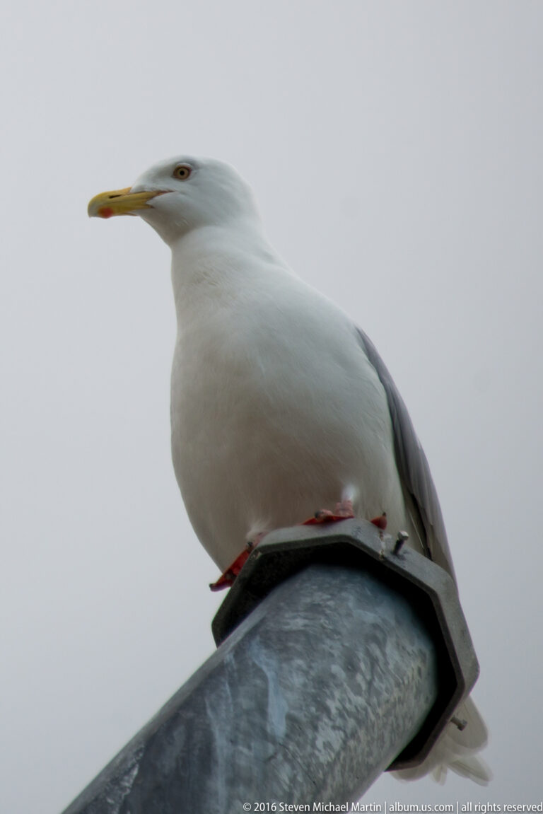 A white gull with gray wings and a yellow bill perches on a curved metal fixture against a pale background.