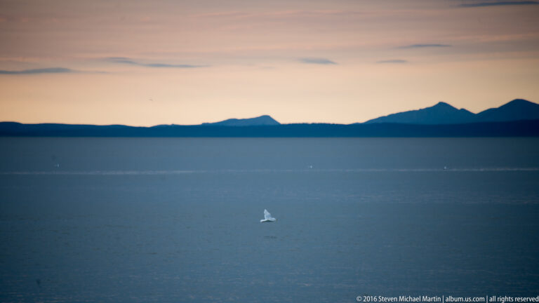 A white gull flies above dark water with distant mountain silhouettes beneath a peach dusk sky.