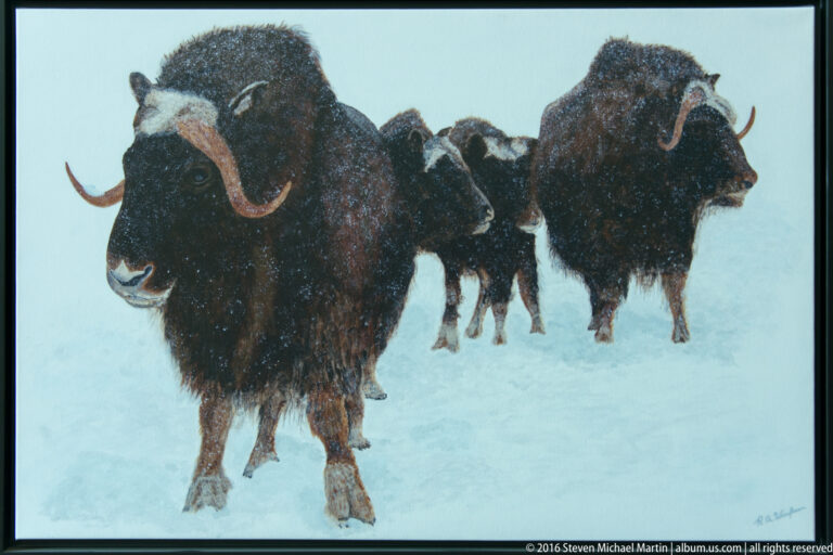 Several shaggy musk oxen stand together on pale snow, with a large animal in front.