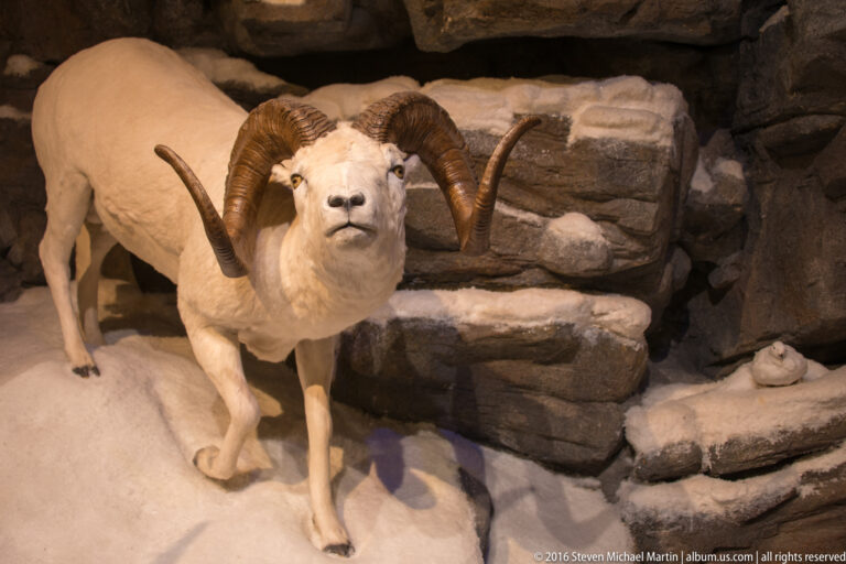 A white horned sheep stands on a rocky display ledge, with a second sheep partly visible behind it.