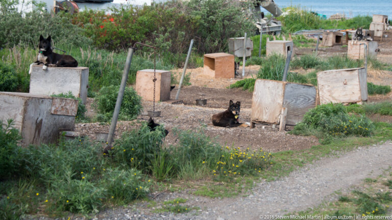 Two dark dogs rest on low boxes in a grassy yard with more boxes and poles behind them.