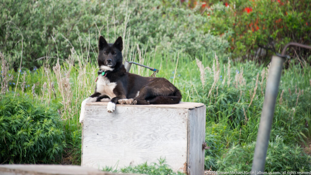 A black dog with a white chest lies on a wooden box amid tall green plants.