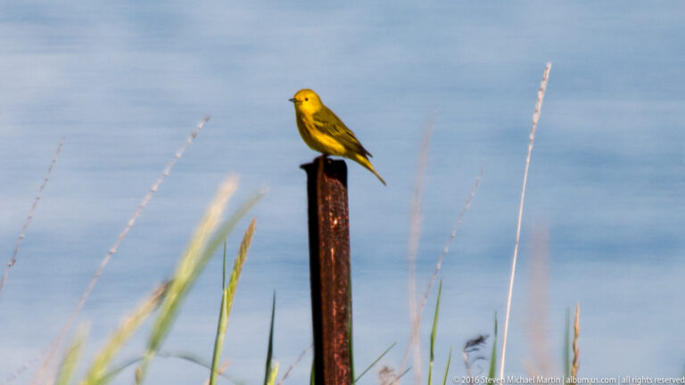A small yellow bird with dark wings perches on a weathered post among tall grass stems.