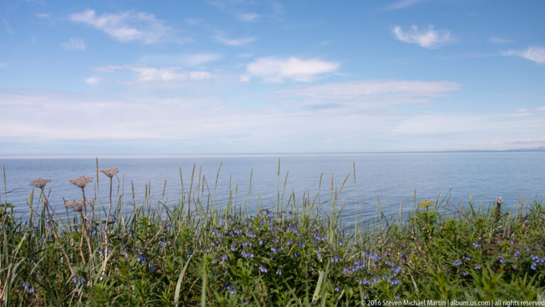 White daisy-like and purple flowers grow among grasses on a stony shore beside open water.