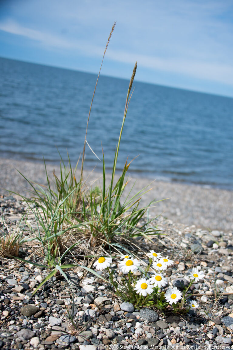 White daisies grow among beach stones and grass, with blue water stretching behind them.