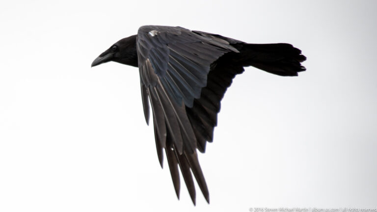 A large black corvid flies across a pale sky with one broad wing extended downward.