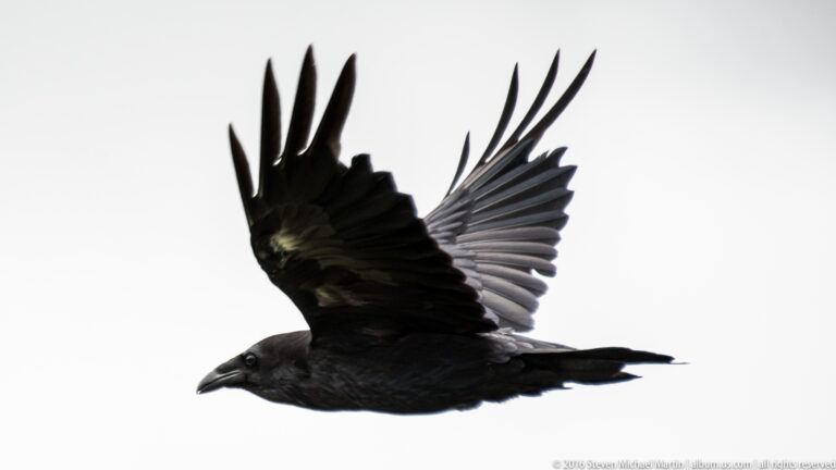 A dark bird glides with both broad wings raised, its tail and beak outlined against a pale sky.