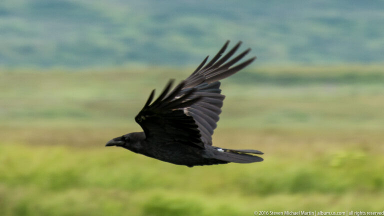 A dark bird flies across a blurred green hillside, wings raised and tail trailing behind.