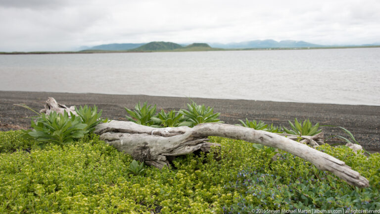 Bleached driftwood lies among low plants above a dark shore, with a tidal flat and distant ridge beyond.