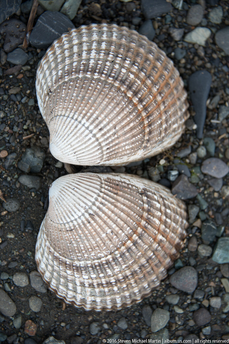 Two pale fan-shaped shells with radiating ribs lie on dark beach pebbles.