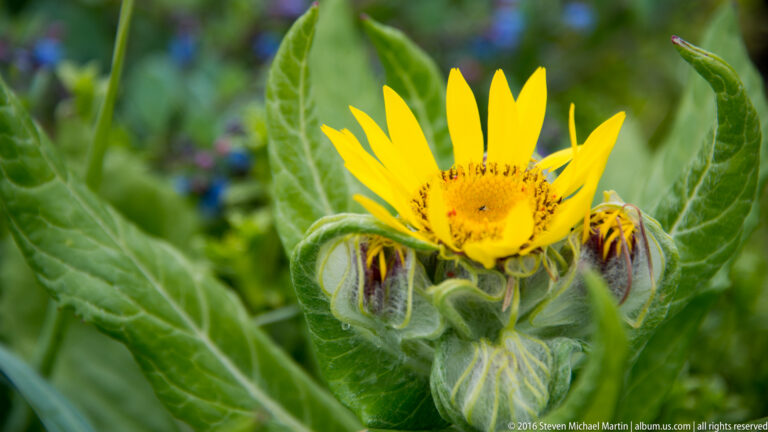 A yellow flower emerges from curled bracts among broad green leaves, with blurred blooms behind.
