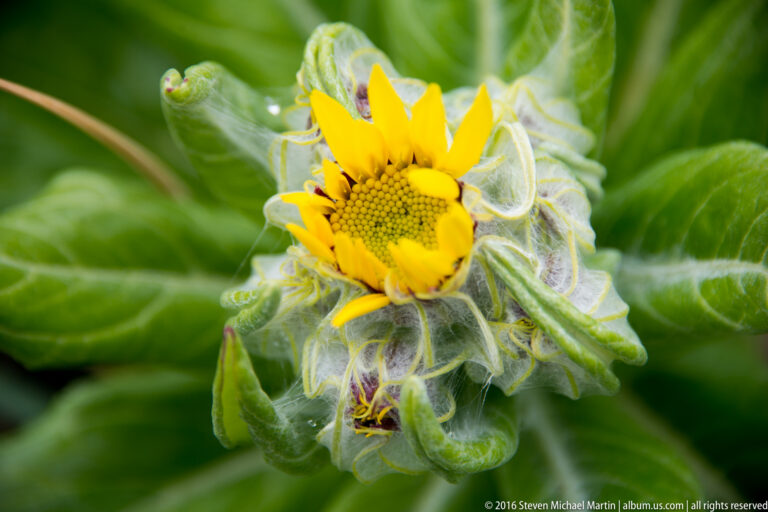 A yellow flower opens among broad green leaves, with fine hairs visible on its surrounding bracts.