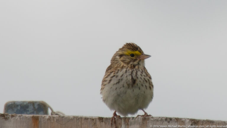 A small streaked brown bird with a yellow eyebrow stands on a wooden rail against a pale sky.