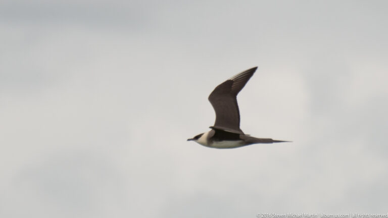 A dark-winged seabird glides with long pointed wings across an open cloudy sky.