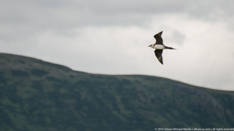 A dark-and-white seabird flies above a green ridge beneath an overcast sky.