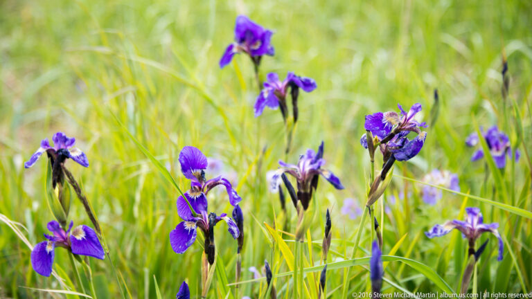 Purple irises bloom among tall green marsh grasses, with the nearest blossoms in sharp focus.