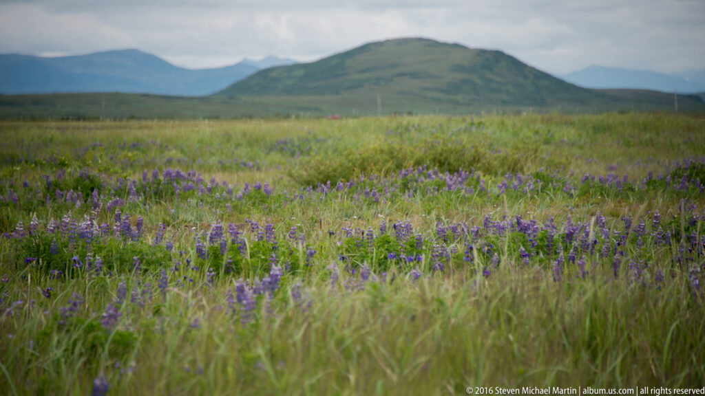 Purple wildflowers cover a broad meadow below a rounded green hill and hazy distant ridges.