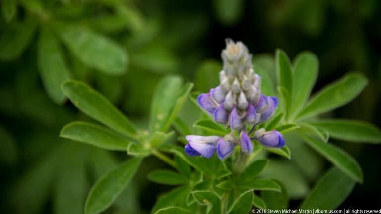 A purple lupine flower spike and palmate leaves stand out against dark green foliage.